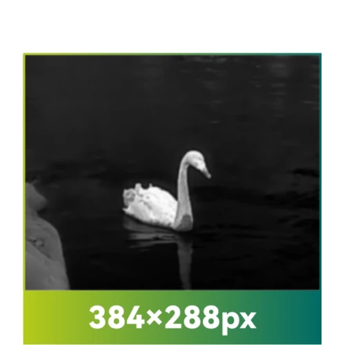 Na zdjęciu widać termowizyjny obraz łabędzia płynącego po wodzie, z wyraźnym kontrastem między jasnym kształtem ptaka a ciemnym tłem. W lewym dolnym rogu znajduje się fragment brzegu lub innego obiektu.